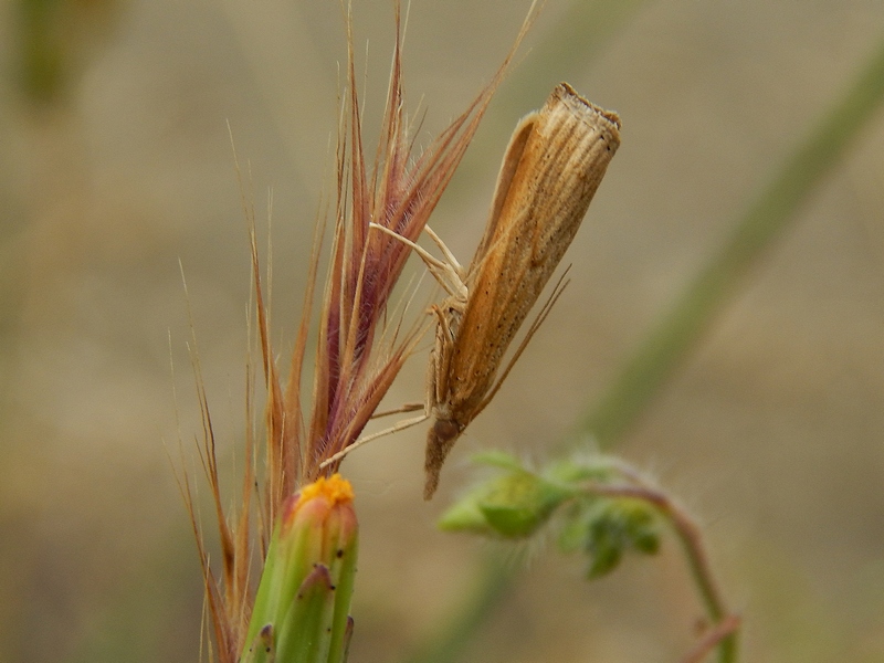 Crambidae da ID